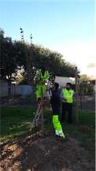 Action 8000 arbres