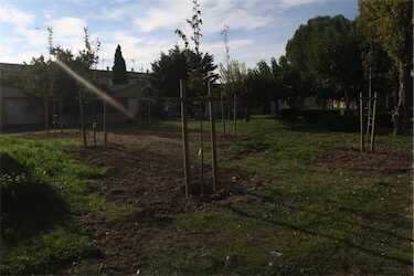 Action 8000 arbres