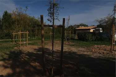 Action 8000 arbres