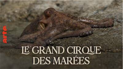 Documentaire : Le Grand Cirque des Marées au CCLM