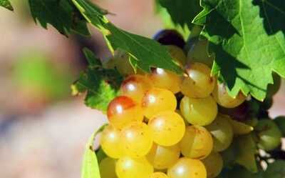 « Il n’est de bon vin que de Mirevaulx… »