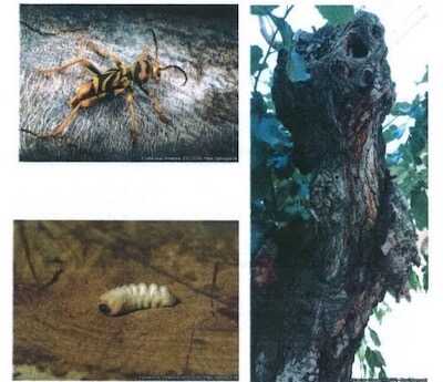 Nouvel insecte nuisible aux mûriers-mûriers platane