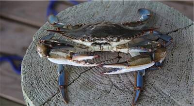 crabe-bleu-conference-14-octobre-23-750x410-1