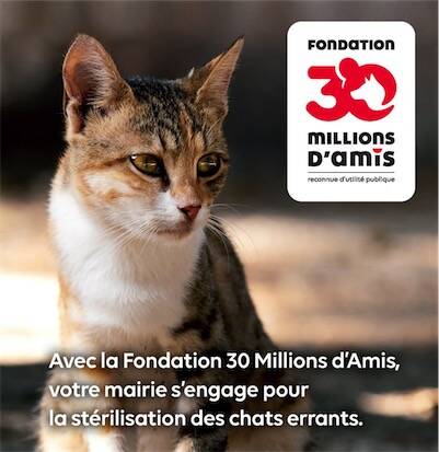 mairie-chat-errants-scaled-e1701096570326