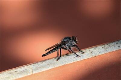 moustiques-e1691409858268