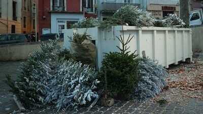 Collecte des Sapins de NOËL