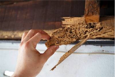 Présence Termites sur la commune